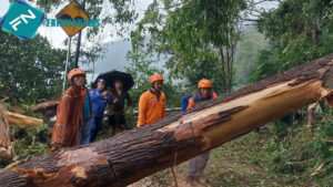 Kintamani Diterjang Hujan Angin, Akses Warga Tertutup Pohon Tumbang